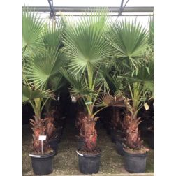 WASHINGTONIA ROBUSTA CLT. 45 TR.60/70 Washington-pálma