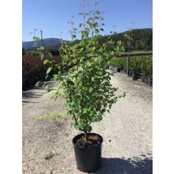 CERCIDIPHYLLUM JAPONICUM CLT. 10 kacurafa