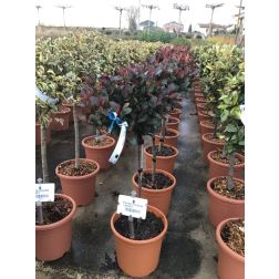 PHOTINIA FRASERI LITTLE RED ROBIN (NANA)  LV 9 MINI STANDARD  korallberkenye