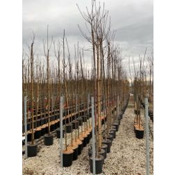 PRUNUS AVIUM SWEET HEART (R)  CLT. 15 HALF STANDARD  cseresznye