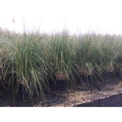 CORTADERIA SELLOANA (GYNERIUM ARGENTEUM)  LV 30  pampafű