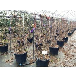 ACER PALMATUM SKEETERS BROOM CLT. 45 150/175 japán juhar