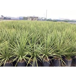CORDYLINE AUSTRALIS SALSA (R) LV 9 üstökliliom