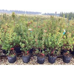 ARBUTUS UNEDO RUBRA CLT. 10 nyugati szamócafa
