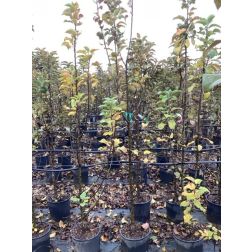 MALUS BALLERINA (R) BOLERO CLT. 15 FEATHERED almafa
