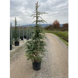 CEDRUS DEODARA KELLY GOLD (R)  CLT. 10  Himalájai cédrus