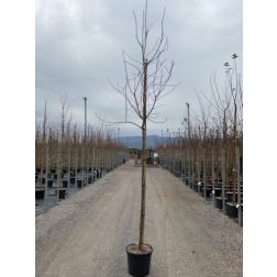 MALUS PROFUSION  CLT. 18 HALF STANDARD  Díszalma