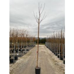 PRUNUS AVIUM BIGARREAU VAN  CLT. 15 HALF STANDARD  cseresznye