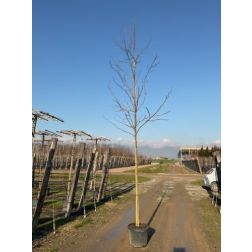 LIQUIDAMBAR STYRACIFLUA CLT. 30 10/12 STANDARD ámbrafa
