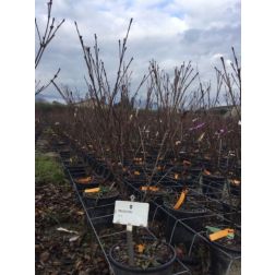 CORNUS KOUSA TEUTONIA  CLT. 5  csillagsom