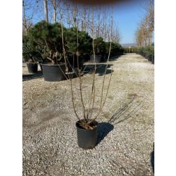 SYRINGA VULGARIS BELLE DE NANCY CLT. 15 80/100 orgona