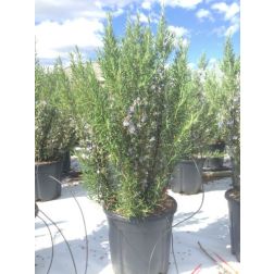 ROSMARINUS OFFICINALIS  CLT. 3  Rozmaring