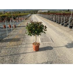 ROSAI IN VARIETA'  LV 12 60CM CLEAR STEM  rózsa