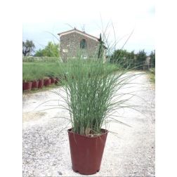 MISCANTHUS SINENSIS GRACILLIMUS  LV 11  japánfű