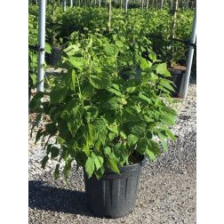 HYDRANGEA ARBORESCENS ANNABELL  CLT. 20 Hortenzia
