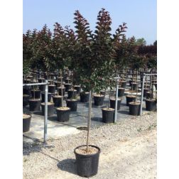 LAGERSTROEMIA INDICA BURGUNDY COTTON (R) CLT. 15 HALF STANDARD kínai selyemmirtusz
