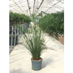 CYPERUS PAPYRUS  CLT. 18  papiruszs&aacute;s