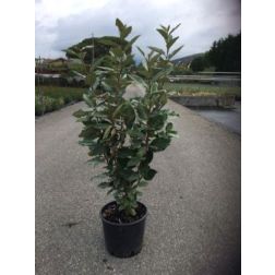 ELAEAGNUS EBBINGEI COMPACTA  CLT. 3  Tarkalevelű ezüstfa