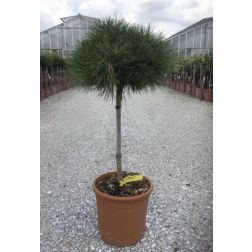 PINUS BAMBINO (R) GAELLE BREGEON  LV 9 MINI STANDARD  törpefenyő