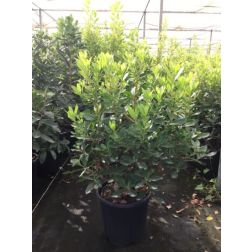 ARBUTUS UNEDO ROSELILY (R) CLT. 10 nyugati szamócafa