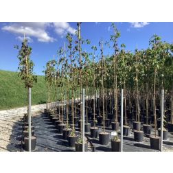 DAVIDIA INVOLUCRATA  CLT. 18 STANDARD  Galambfa