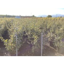ELAEAGNUS EBBINGEI LIMELIGHT CLT. 18 100/125 széleslevelű ezüstfa