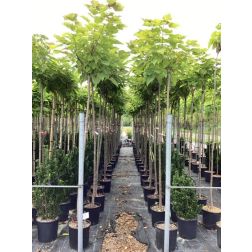 CATALPA ERUBESCENS PURPUREA  CLT. 18 8/10 STANDARD  Hibrid szivarfa