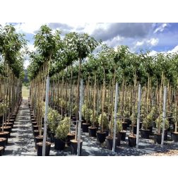 PRUNUS SERRULATA KANZAN  CLT. 18 HALF STANDARD TR.120/140  Japán cseresznye