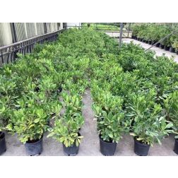 PITTOSPORUM TOBIRA  CLT. 3  enyvesmag