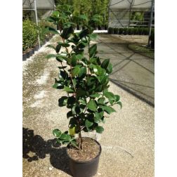 CAMELLIA JAPONICA KRAMER'S SUPREME  CLT. 7  Jap&aacute;n kam&eacute;lia