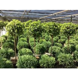 VIBURNUM TINUS SPIRIT (R)  CLT. 18 HALF STANDARD  Örökzöld bangita