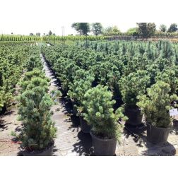 PINUS PARVIFLORA NEGISHI  CLT. 18  Japán selyemfenyő
