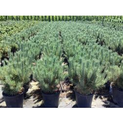 PINUS SYLVESTRIS BLUE PEARL (R)  CLT. 12  Erdeifenyő