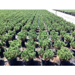 PINUS MUGO MUGHUS  CLT. 10 30/35  Havasi törpefenyő