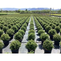 ILEX CRENATA GLORIE GEM  CLT. 15 BALL  Csipkéslevelű magyal
