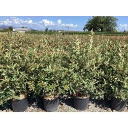 PHOTINIA FRASERI PINK MARBLE (R)  CLT. 15 100/125  korallberkenye