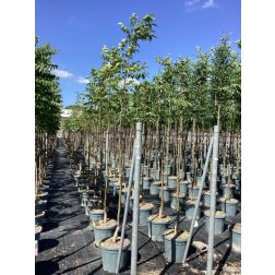 JUGLANS NIGRA  CLT. 30 10/12 STANDARD  Fekete dió