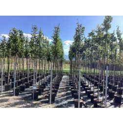 ZELKOVA SERRATA  CLT. 18 6/8 STANDARD  Japán gyertyaszil