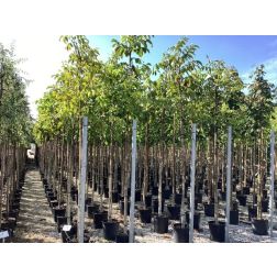 JUGLANS REGIA  CLT. 18 8/10 STANDARD  Dió