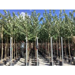 ACER RUBRUM SUMMER RED (R)  CLT. 18 6/8 STANDARD  vörös juhar