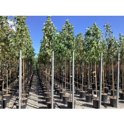 ACER SACCHARINUM  CLT. 18 STANDARD  ezüst juhar