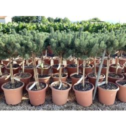 PINUS SYLVESTRIS WATERERI (NANA)  LV 9 MINI STANDARD  Erdeifenyő