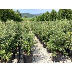 QUERCUS ILEX  CLT. 10 100/125  Magyaltölgy