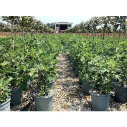 FICUS CARICA BORNHOLM'S DIAMOND  CLT. 10 HALF STANDARD  Füge