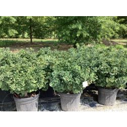 GINKGO BILOBA MARIKEN CLT. 30 BALL páfrányfenyő