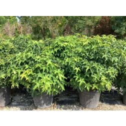 LIQUIDAMBAR STYRACIFLUA GUM BALL  CLT. 25 BALL  ámbrafa