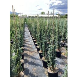 CEDRUS ATL. FASTIGIATA CLT. 18 125/150  Cédrus