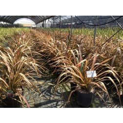 PHORMIUM RAINBOW MAIDEN CLT. 10 vászonfű