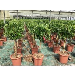 CITRUS NOBILIS (MANDARINO)  LV 14 60CM CLEAR STEM  Mandarin