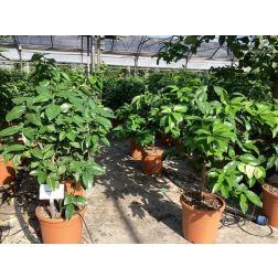 CITRUS BERGAMIA (BERGAMOTTO) LV 12 bergamottnarancs